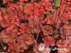 Alūnė ,Cherry Cola' (lot. Heuchera)